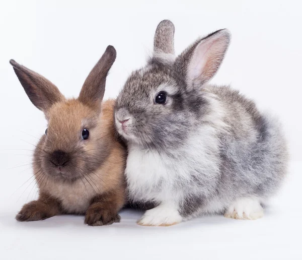 Dois coelhos — Fotografia de Stock