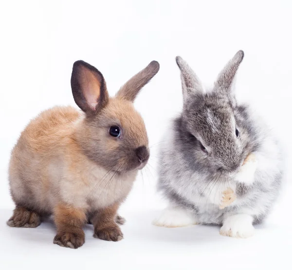 2 匹のウサギ — ストック写真