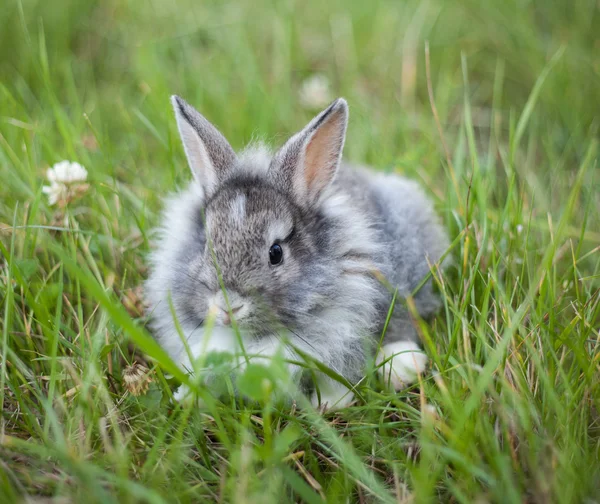 在草兔 — 图库照片