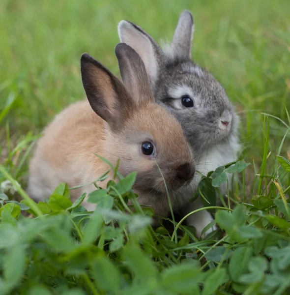 Кроликів в траві — стокове фото