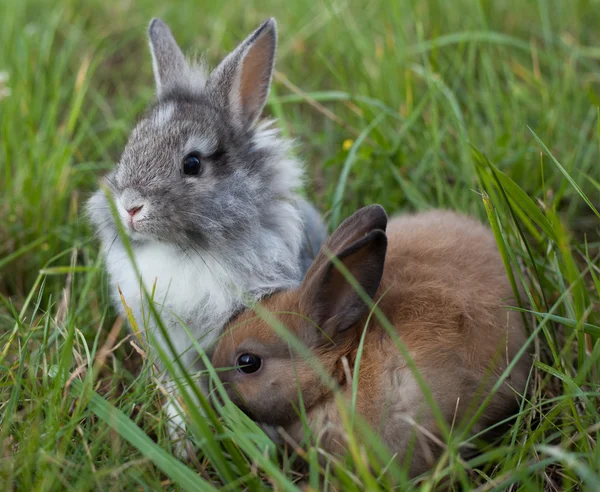 Konijnen in gras — Stockfoto