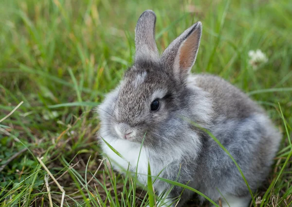 草のウサギ — ストック写真