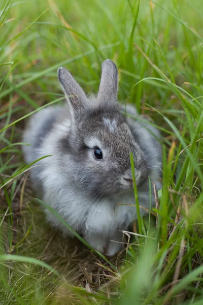 Rabbit in grass — Stock Photo, Image