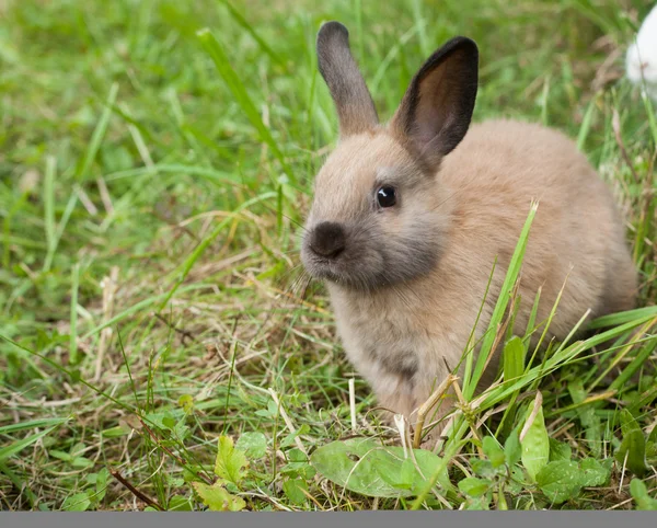 Rabbit in the grass — Stock Photo, Image