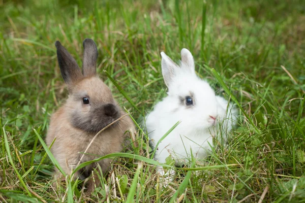 Rabbits in the grass — Stock Photo, Image