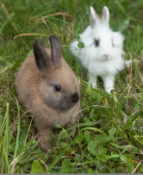 Кролики в траві — стокове фото