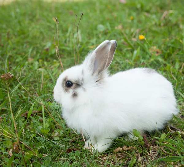 Lapin dans l'herbe — Photo