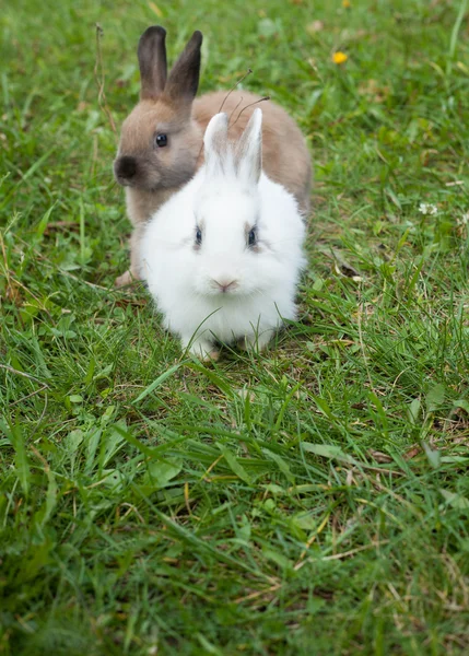 Conejos en la hierba — Foto de Stock