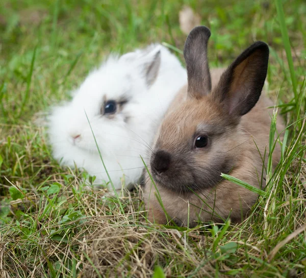 Králíci v trávě — Stock fotografie