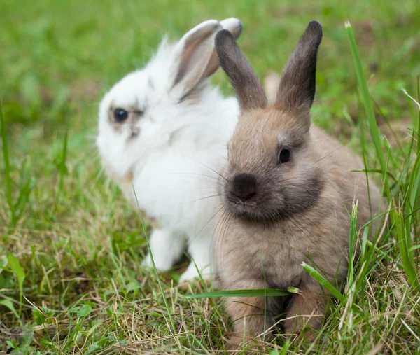 Rabbits in the grass — Stock Photo, Image