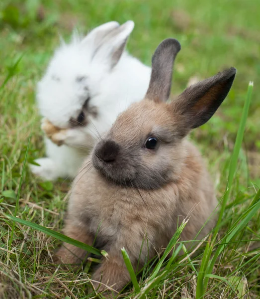 草の中のウサギは — ストック写真
