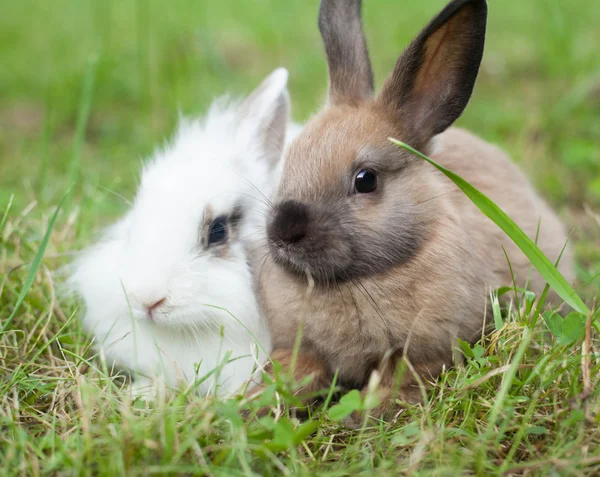 Králíci v trávě — Stock fotografie