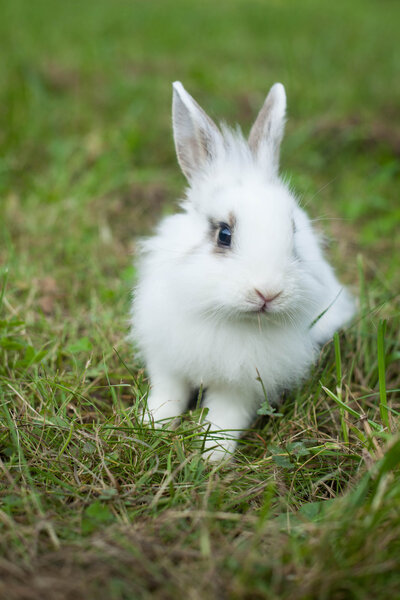 Кролик в траве