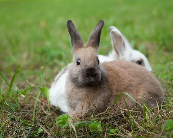 Králíci v trávě — Stock fotografie