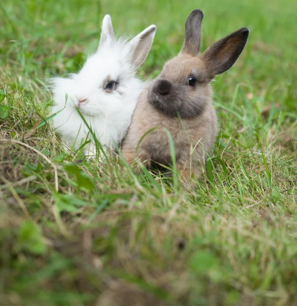 Králíci v trávě — Stock fotografie