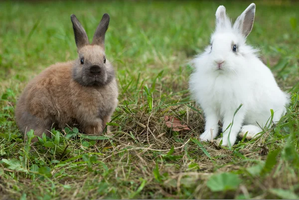 Králíci v trávě — Stock fotografie