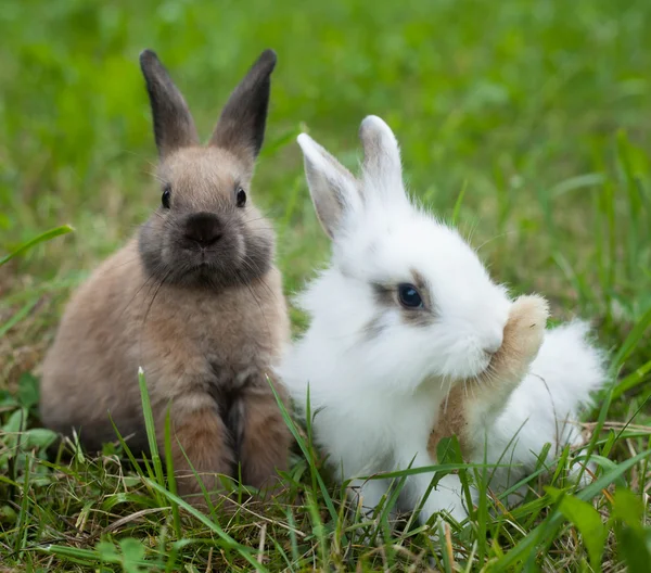 Çimlerde tavşanlar — Stok fotoğraf