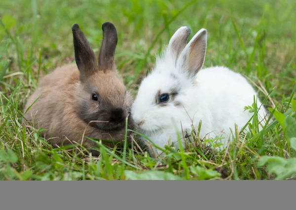 草の中のウサギは — ストック写真