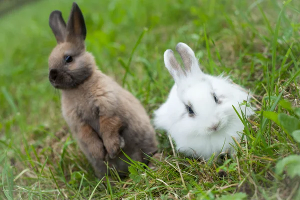 Çimlerde tavşanlar — Stok fotoğraf