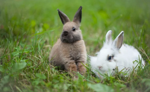 Konijnen in het gras — Stockfoto