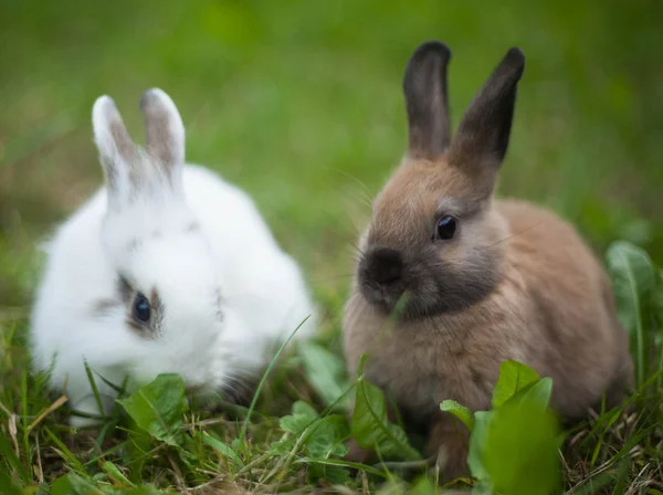 Králíci v trávě — Stock fotografie