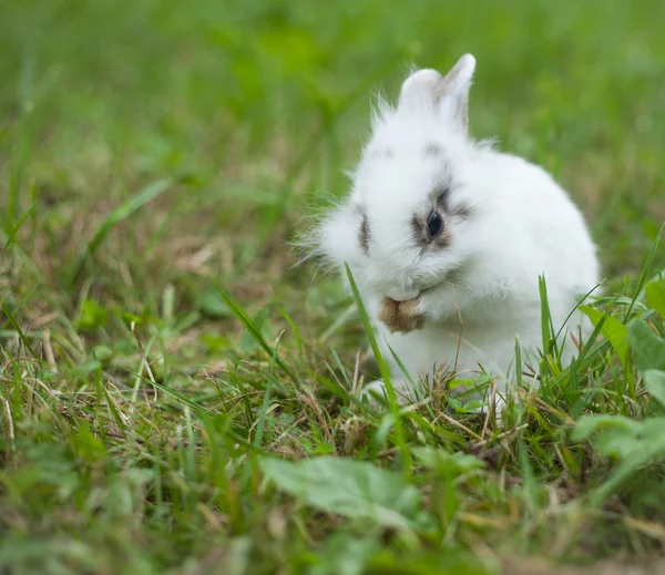 Rabbit in the grass — Stock Photo, Image