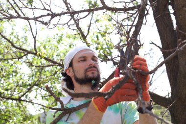 bir ağaç secateurs ile süsleme