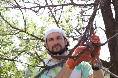 bir ağaç secateurs ile süsleme