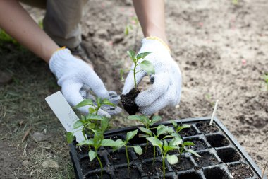 insan elinden tutarak yeşil küçük bitki