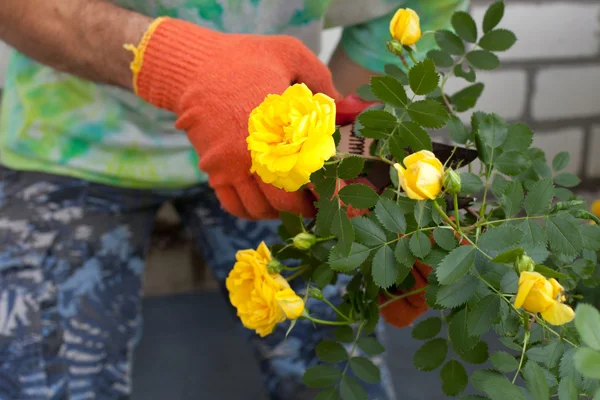 Homem cortando a rosa arbusto — Fotografia de Stock