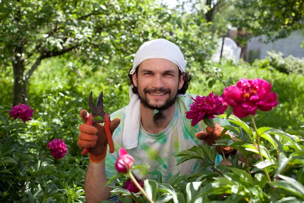 Homem cortando o arbusto de peônia com tesouras de jardim — Fotografia de Stock