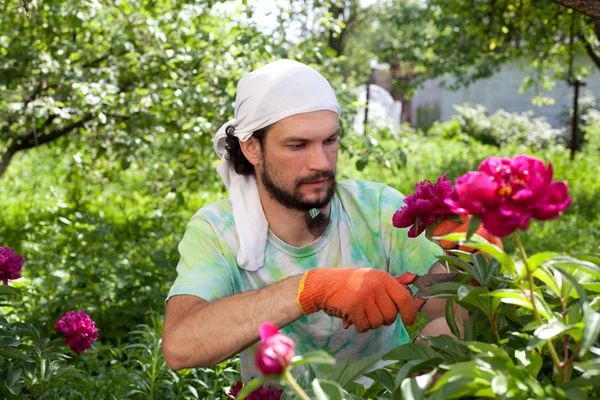 adam Şakayık bush secateurs ile kesme