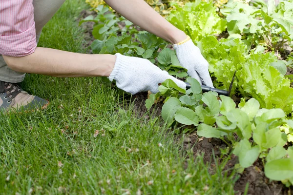 Giovane donna con zappa che lavora nel letto da giardino — Foto Stock