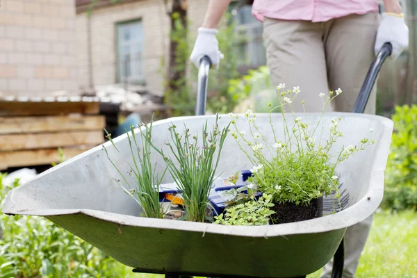 Woman with wheelbarrow full of flowers — Stock Photo, Image