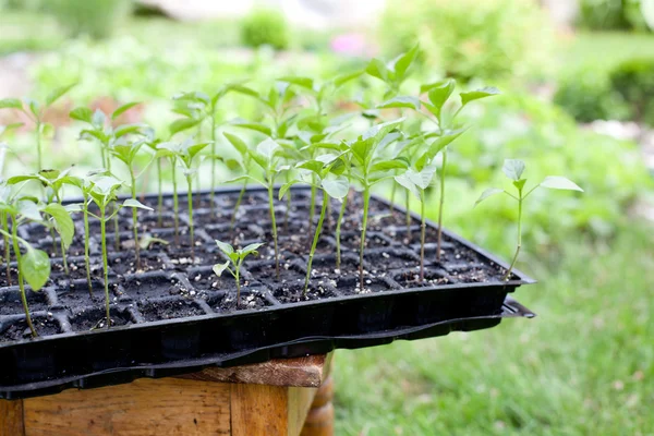 Zaailingen in de tuin — Stockfoto