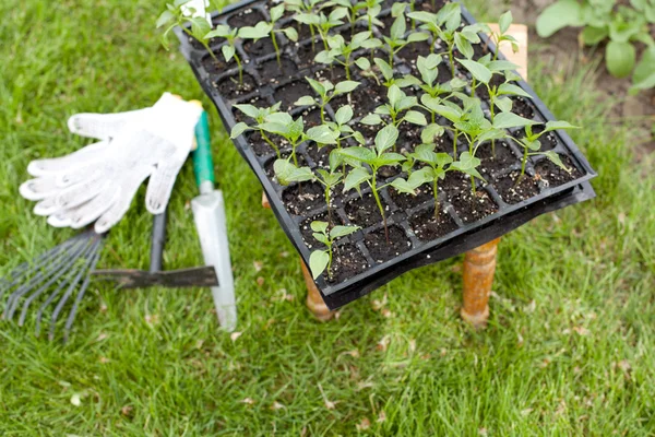 Femme avec des semis dans le jardin — Photo