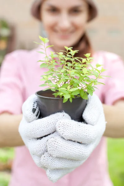 Mulher bonita segurando vaso planta — Fotografia de Stock