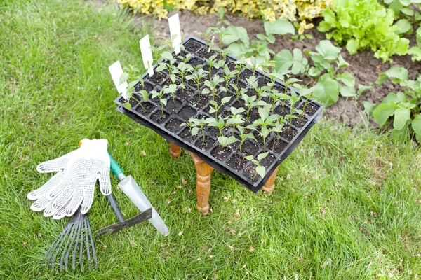 Seedlings in the garden — Stock Photo, Image