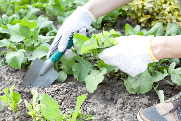 Woman with shovel working in the garden bed — Stock Photo, Image