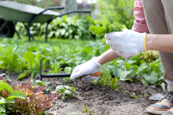 Jonge vrouw met schoffel werken in de tuin bed — Stockfoto