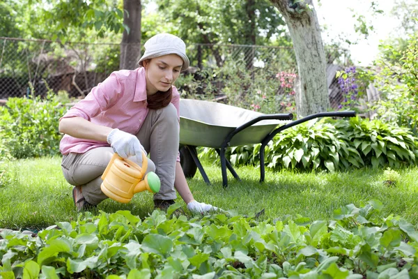Молода жінка поливає садове ліжко — стокове фото