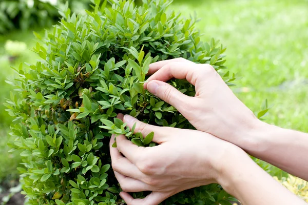 Bush med händerna på den — Stockfoto