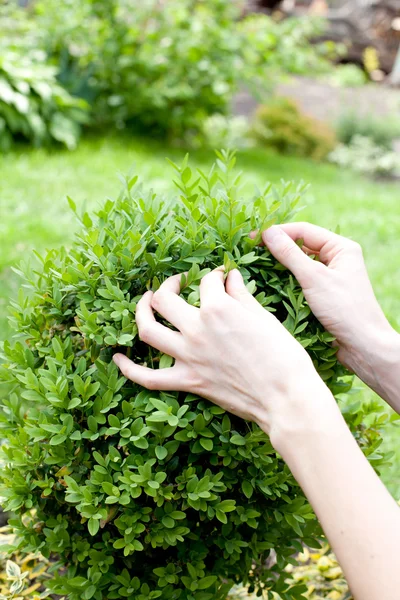 Busch mit den Händen drauf — Stockfoto