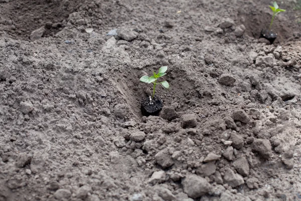 Zaailingen in de tuin — Stockfoto