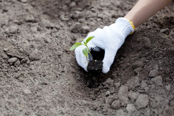 Mãos humanas plantando planta pequena verde — Fotografia de Stock