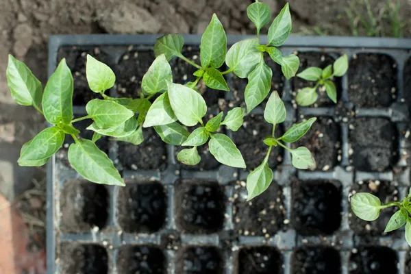 Setzlinge im Garten — Stockfoto