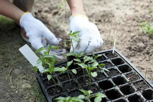 Les mains humaines plantent une petite plante verte — Photo