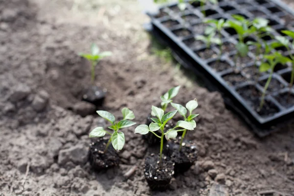 Les semis dans le jardin — Photo