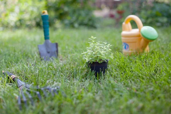 Planta em um pote na grama — Fotografia de Stock