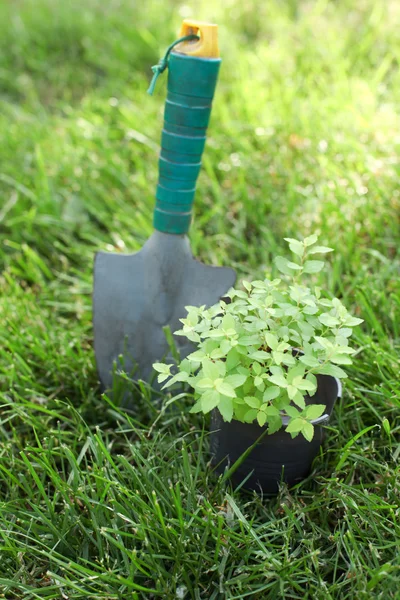 Planta em um pote na grama — Fotografia de Stock